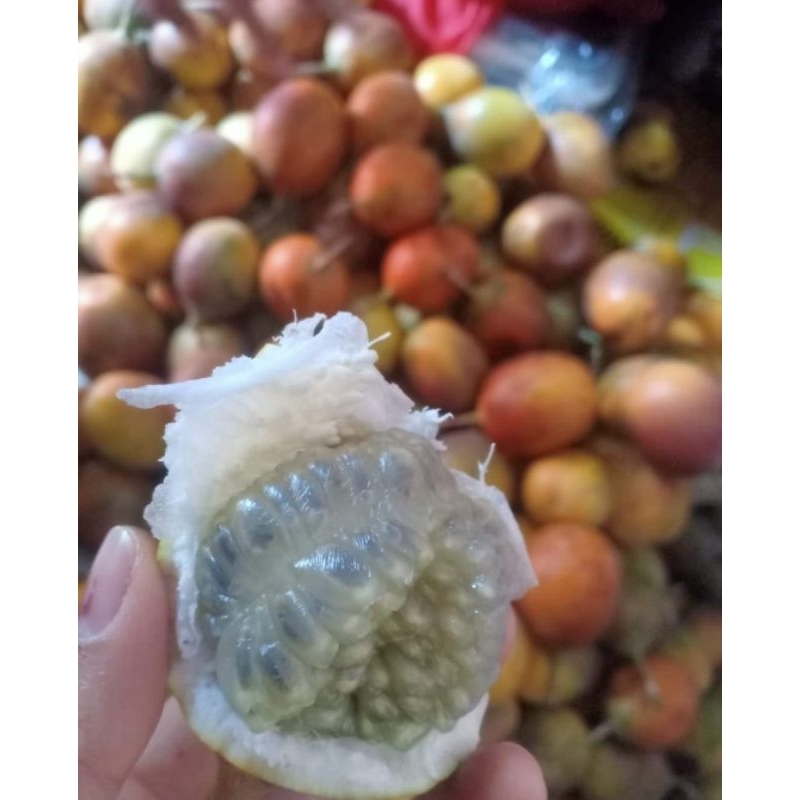 Jual Buah Markisah Konyal Fresh 1 Kg Markisah Madu Manis Shopee Indonesia 