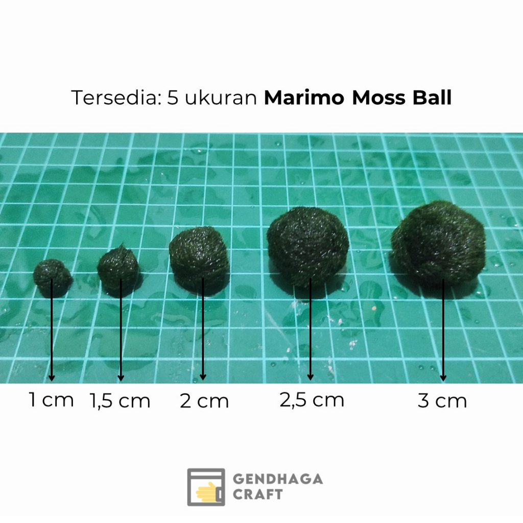 Jual [Extra] Tiny Marimo - Marimo Moss Ball (Satuan) | Marimo Hidup ...