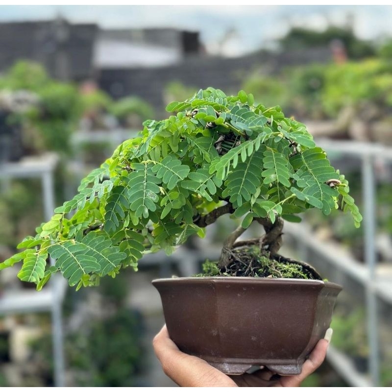 Jual bonsai asem jawa