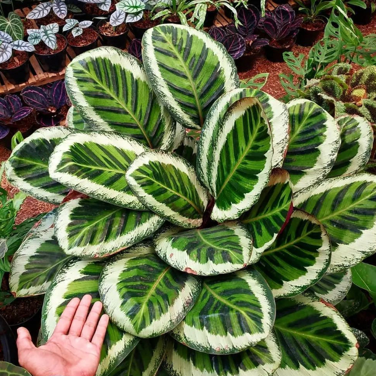 Jual Tanaman Hias Calathea Angela/ Tanaman Hias Hidup untuk Indoor | Shopee  Indonesia