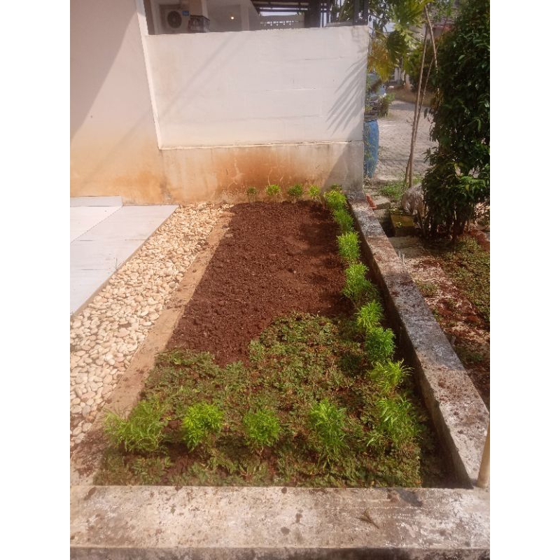 Jual pemasangan rumput gajah mini | Shopee Indonesia
