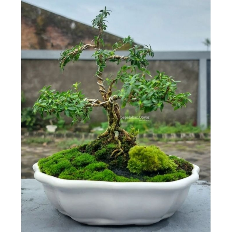 Bonsai Shito Seribu Bintang Super Micro