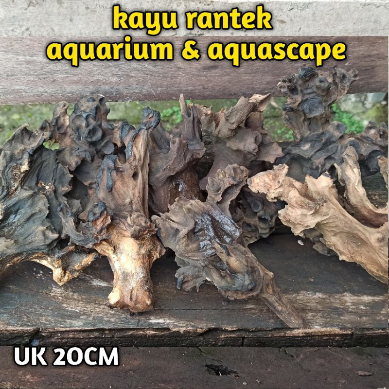 Jual KAYU RANTEK AQUASCAPE & AQUARIUM BERKARAKTER | Shopee Indonesia