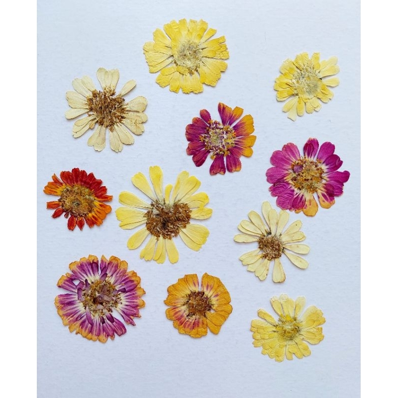 Jual Pressed Zinnia Flowers Oshibana Dried Flower Bunga Kering