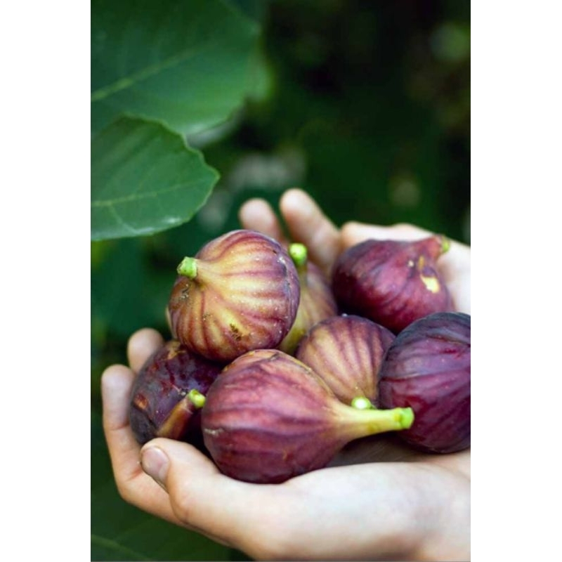 Jual Bibit Buah Tin BTM6 - Tanaman Buah dengan Rasa Manis dan Unik ...