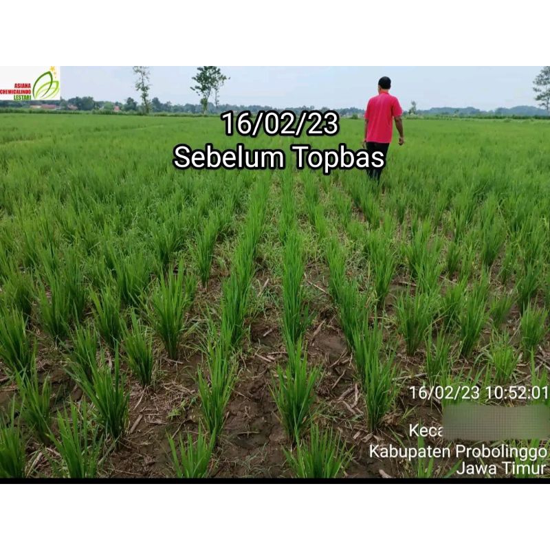 Jual TOPBAS 400SC Herbisida Selektif Padi | Shopee Indonesia