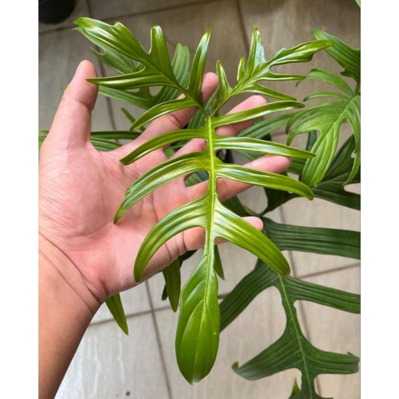Jual philodendron quercifolium rare ( rilpikc ) | Shopee Indonesia