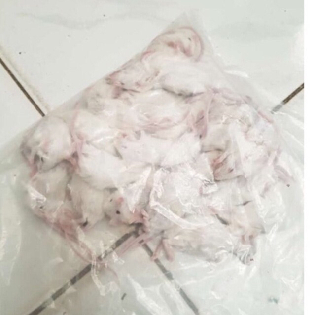Jual Mencit Frozen (beku).. size Jumper,,isi 10 ekor. | Shopee Indonesia