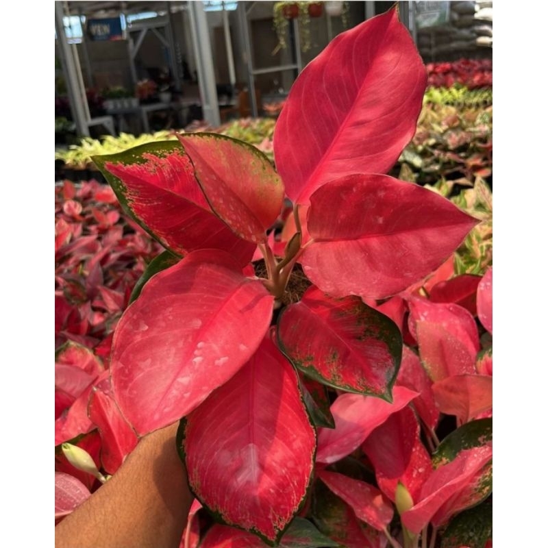 Jual Aglonema Red King Tanaman Hias Aglonema Aglaonema Red King Bunga ...