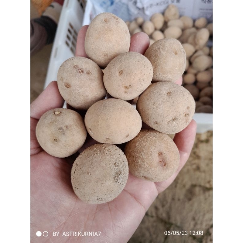 Jual Bibit kentang g1 granola L(15kg) Shopee Indonesia