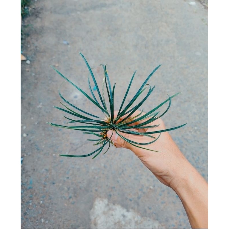 Jual fenesaatarumm culum 1 pcs | Shopee Indonesia