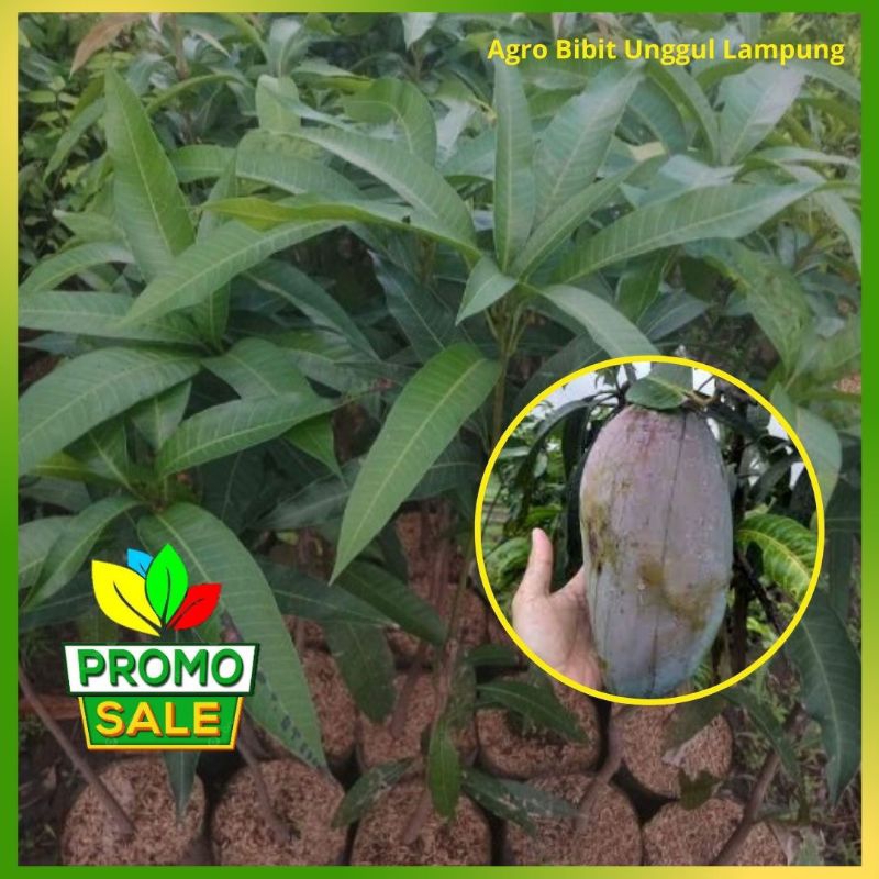 Bibit Mangga Kiojay Asli Tanaman Okulasi Cepat Berbuah Agro Bibit Unggul Group