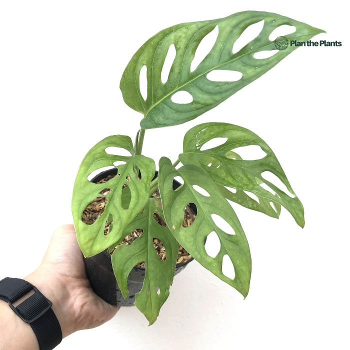 Jual Monstera Adansonii Swiss Cheese Shopee Indonesia