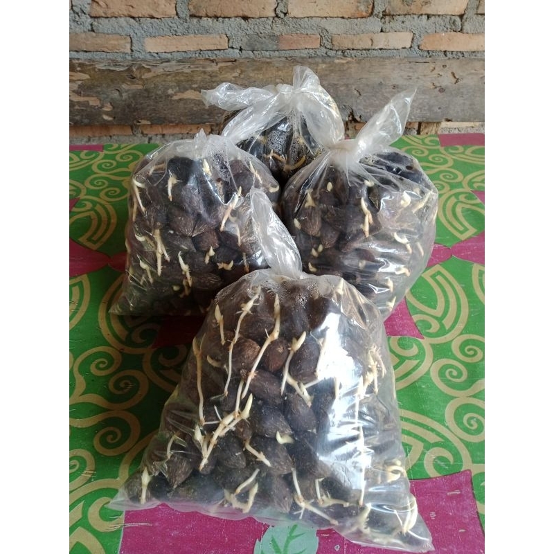 Jual Benih Kecambah Kelapa Sawit Polosan Shopee Indonesia