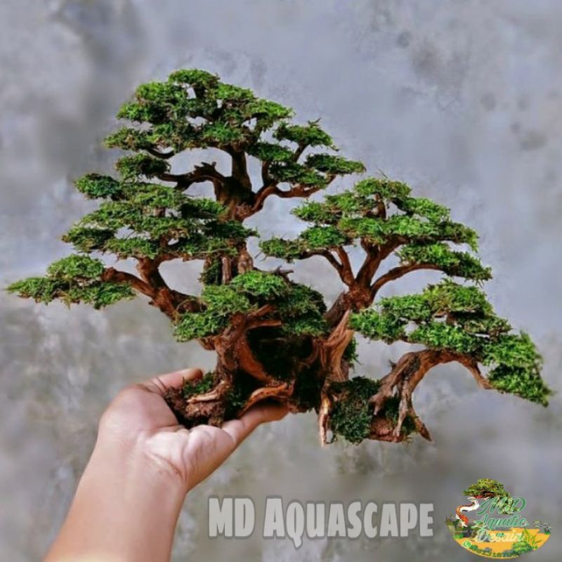 Jual Bonsai Aquascape Jungle Size XL Shopee Indonesia