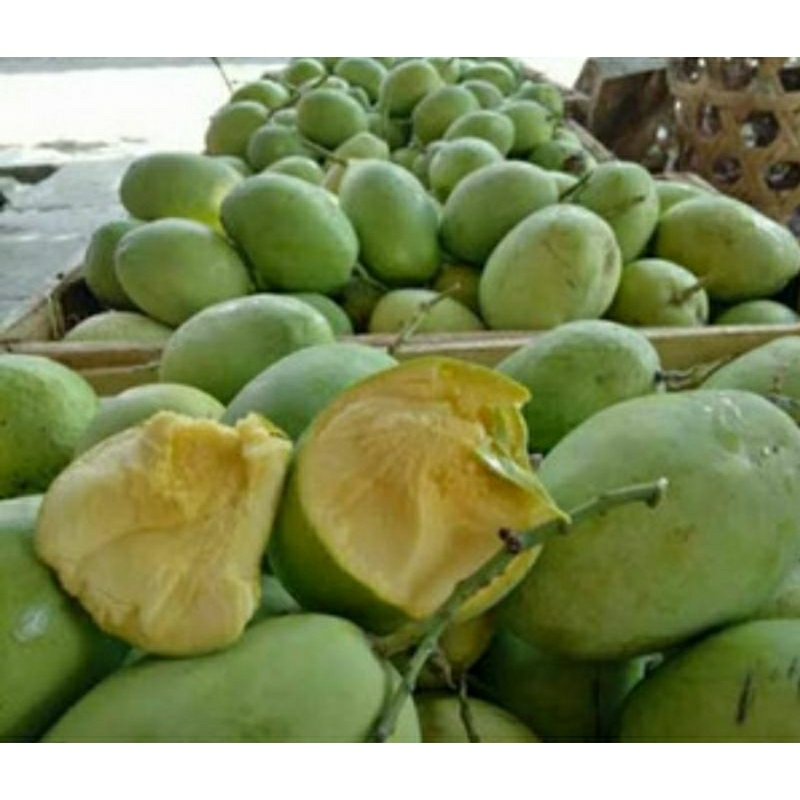 Jual Buah Mangga Indramayu Mengkel 1kg Shopee Indonesia