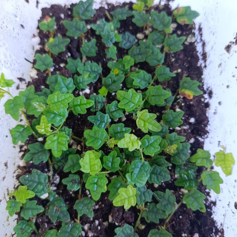 Jual Ficus Pumila Quercifolia/Thunbergii/String Of Frogs/Oakleaf Ficus ...