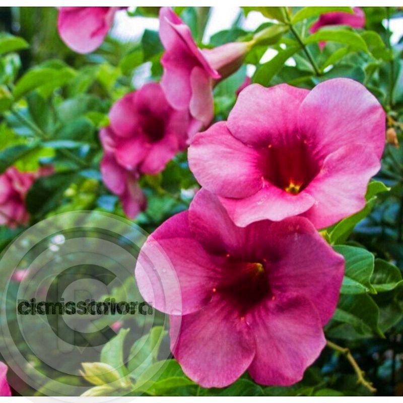 Jual PROMO!! Tanaman hias Alamanda bunga ungu - tanaman hias hidup ...