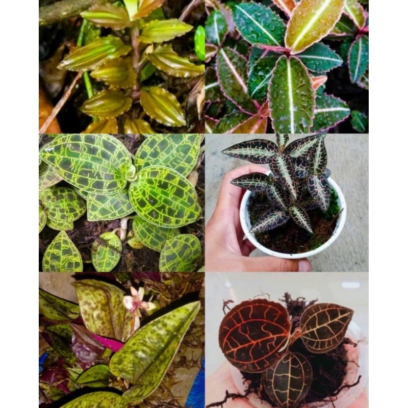 paket hemat jawel orchid tanaman hias langka