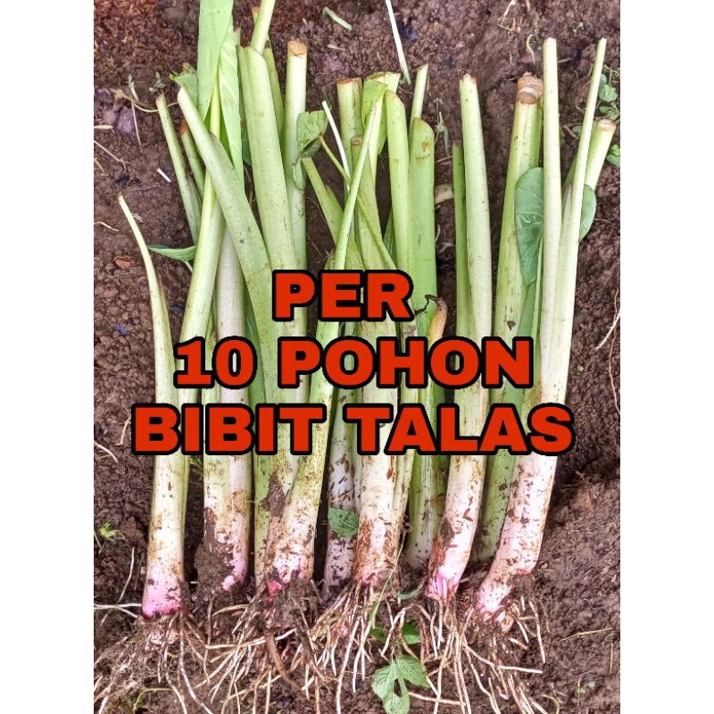 Jual BIBIT TALAS BOGOR /TALAS PRATAMA/Per 10 pohon Shopee Indonesia