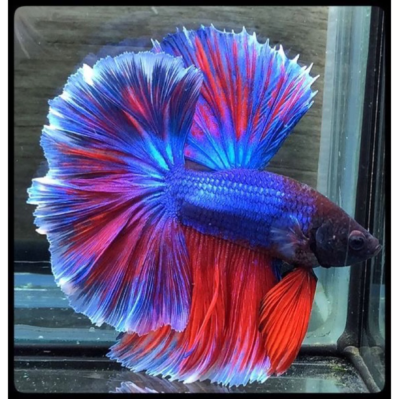 Jual Halfmon King Rosetail MALE SIZE M++ Beli 10 bonus pakan | Shopee ...