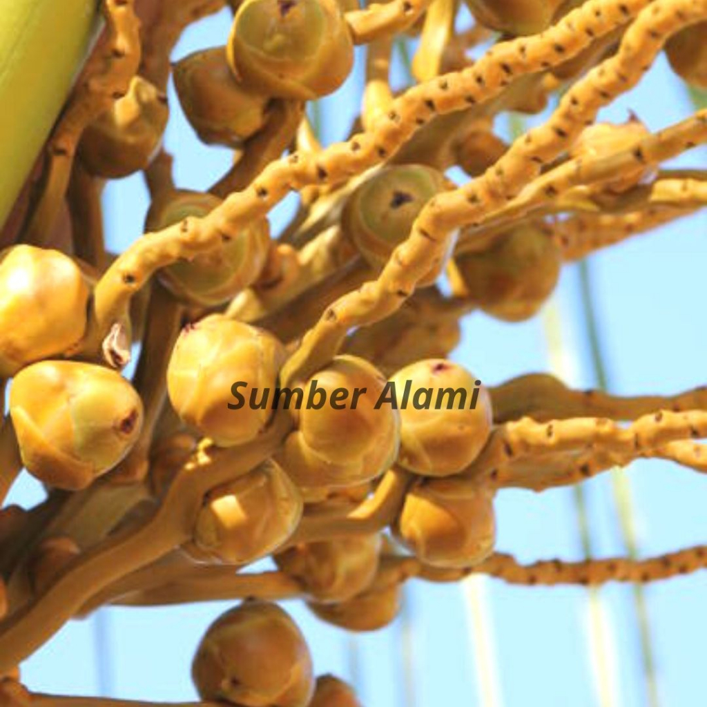 Jual Tembuluk Bluluk Bunga Buah Kelapa Muda Kecil Pentil Obat Herbal ...