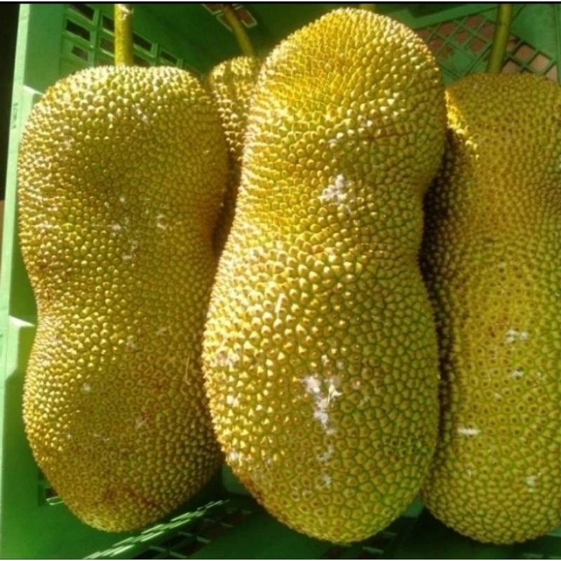 Jual BUAH CEMPEDAK FRESH | Shopee Indonesia