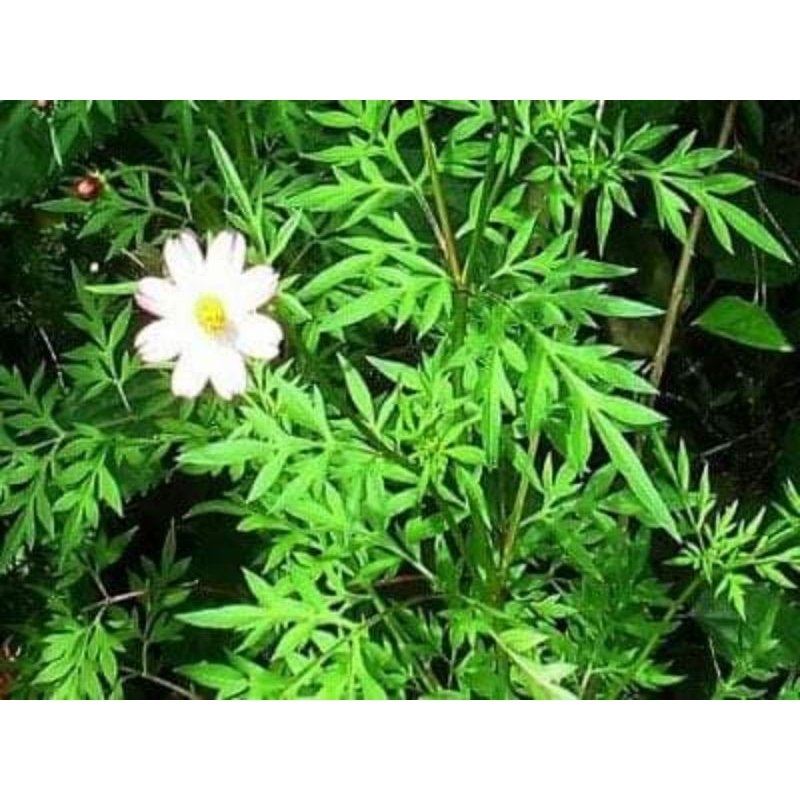 Jual Daun Kenikir Segar / Ulam Raja Randa Midang 250 Gram | Shopee ...