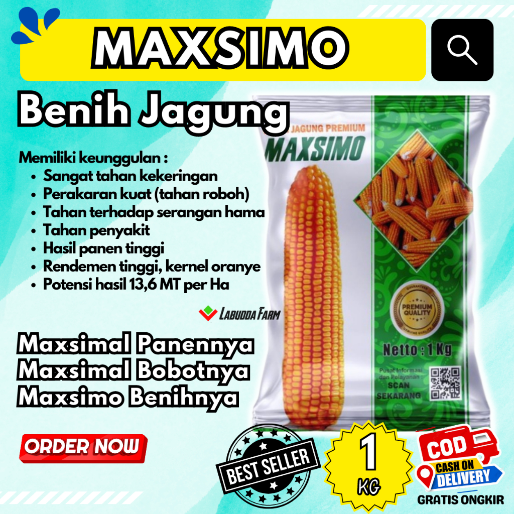 Jual Benih Jagung Maxsimo Kg Benih Jagung Hibrida Bibit Jagung