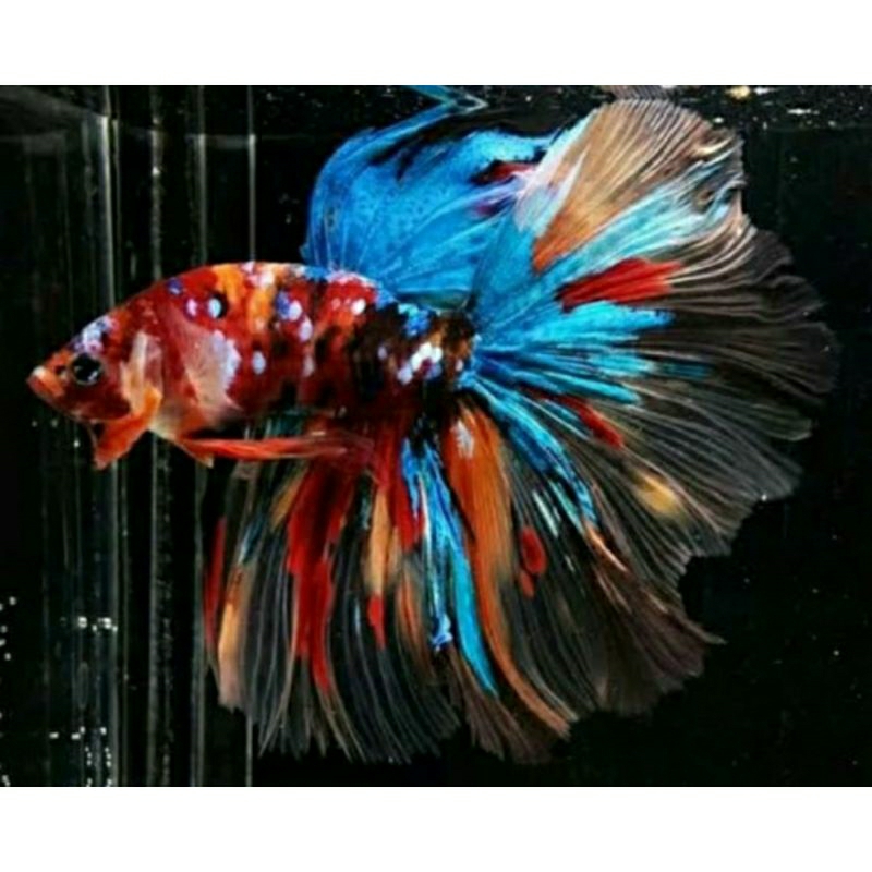 Jual Ada Juga Halfmoon Koi, nemo cocok untuk hiasan ruang tamu | Shopee ...