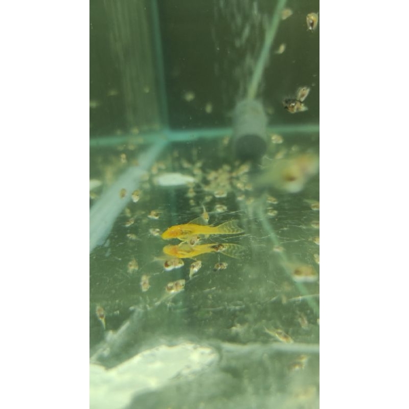 jual-brushmouth-albino-slayer-pleco-l144-slayer-longfin-algaeater