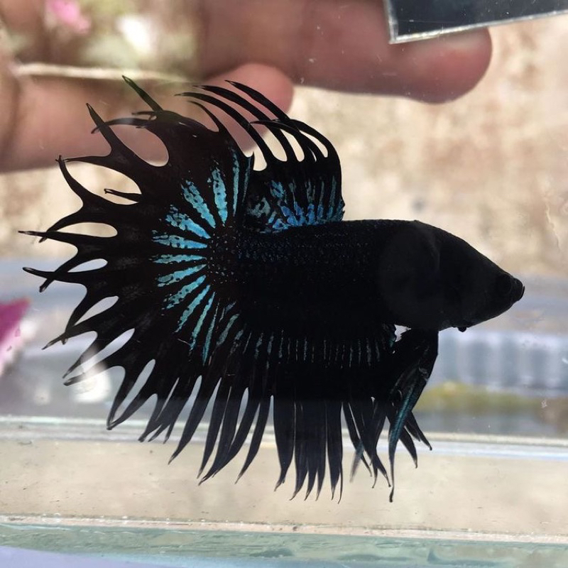 Jual Serit Crowntail Black Orcit | Shopee Indonesia