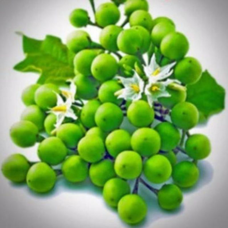 Jual 20 Benih Biji Rimbang Cempoka | Shopee Indonesia