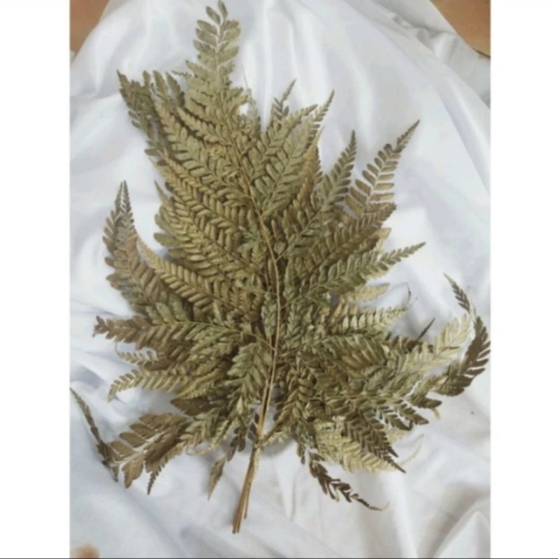Jual Daun Pakis Kering Untuk Hiasan Cake Rustic,Topper Daun Pakis ...