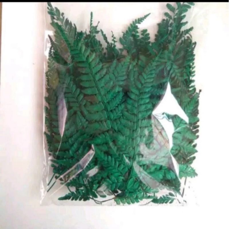 Jual Daun Pakis Kering Untuk Hiasan Cake Rustic,Topper Daun Pakis ...
