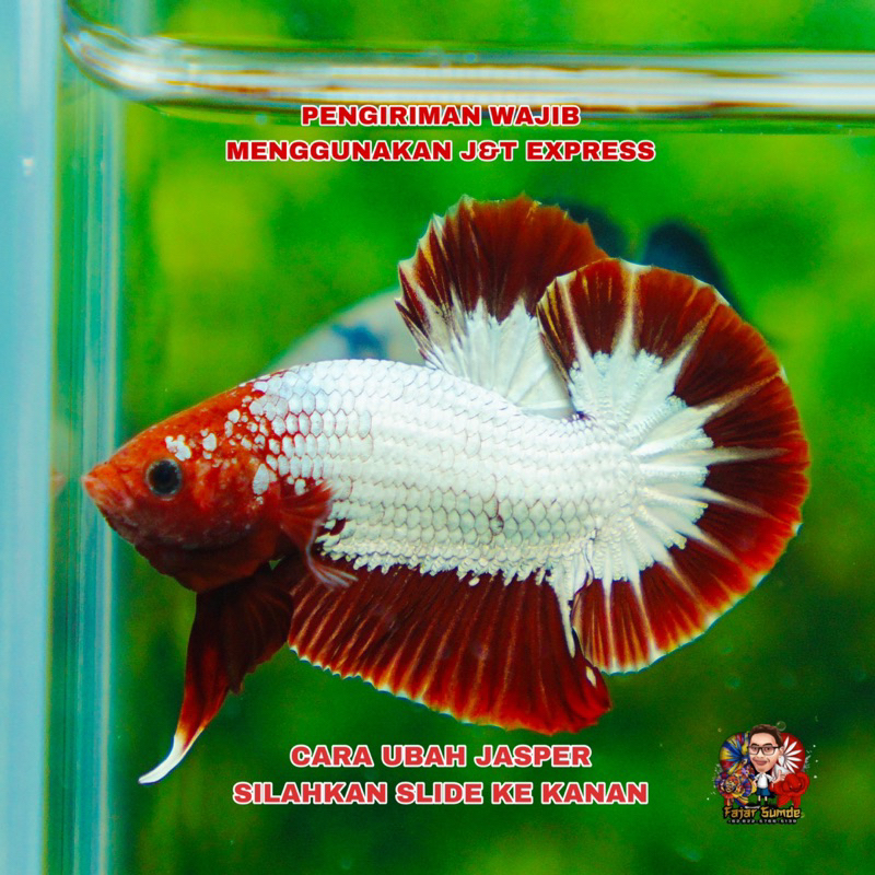 Jual FCCP Red dan Orange Head Best Seller Top Grade 20K | Shopee Indonesia