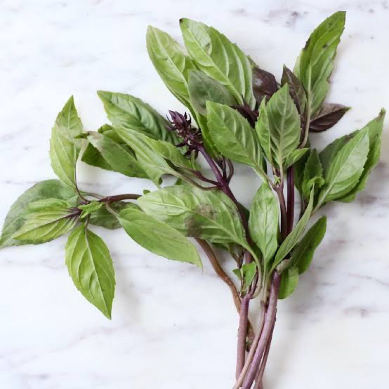 Jual bibit pohon thai basil/ kemangi merah kemangi tahiland Shopee