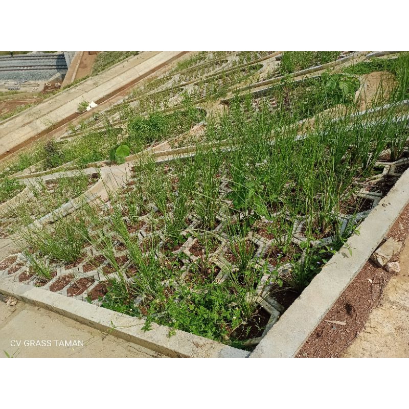 Jual Paket 20 Batang Rumput Vetiver Akar Wangi Pencegahan Erosi Tanah ...