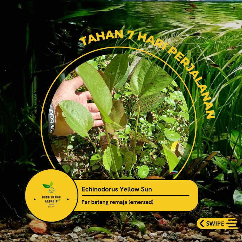 Jual Echinodorus Yellow Sun / Tanaman Aquatik | Shopee Indonesia