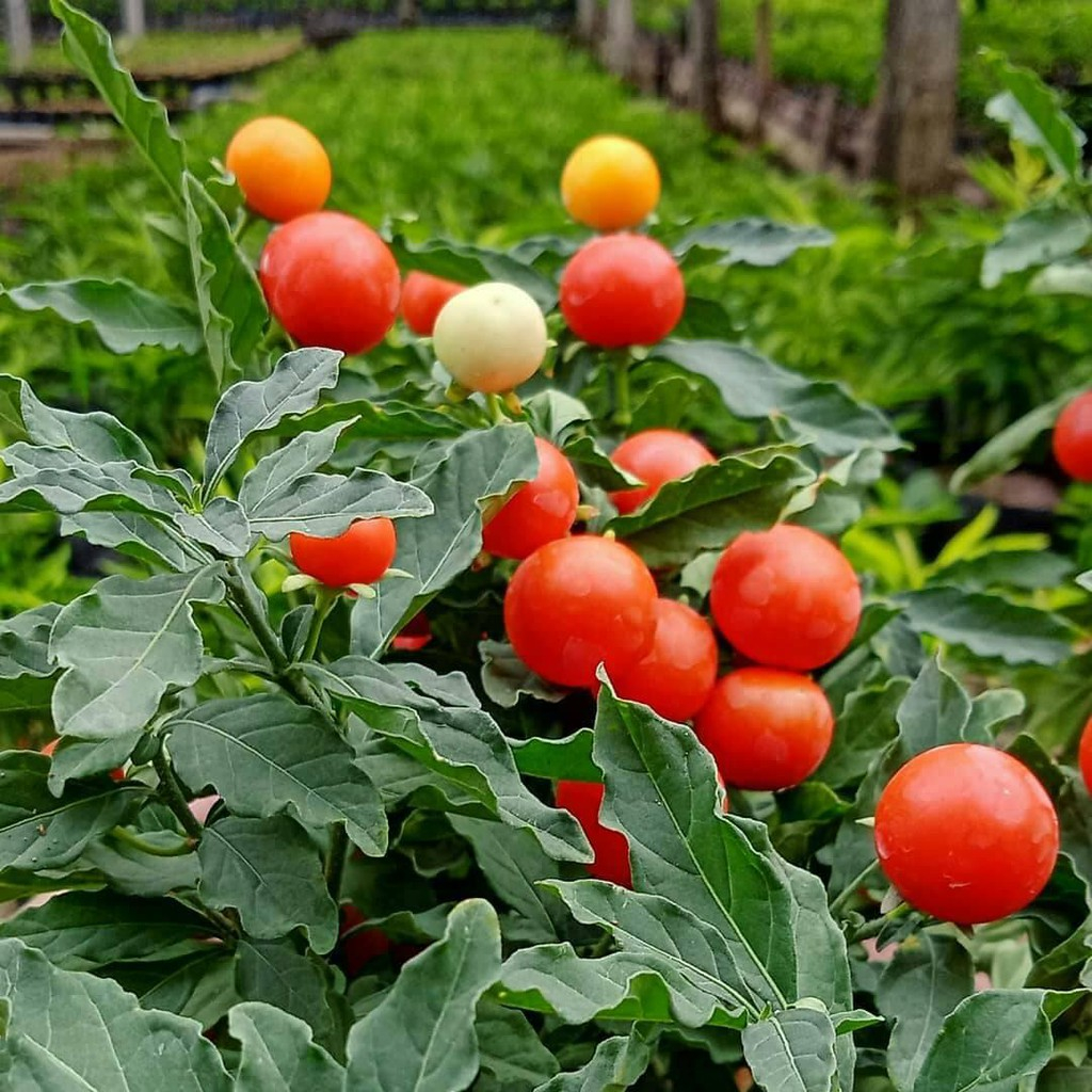 Jual Tanaman Krismil / Cabe / Cabai / Lombok Bulat Konsumsi ( Sudah ...