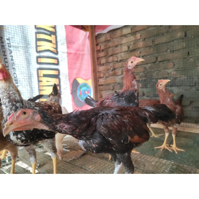 Jual Ayam Kampung Ori Ayam Kampung Hidup Per Ekor Shopee Indonesia