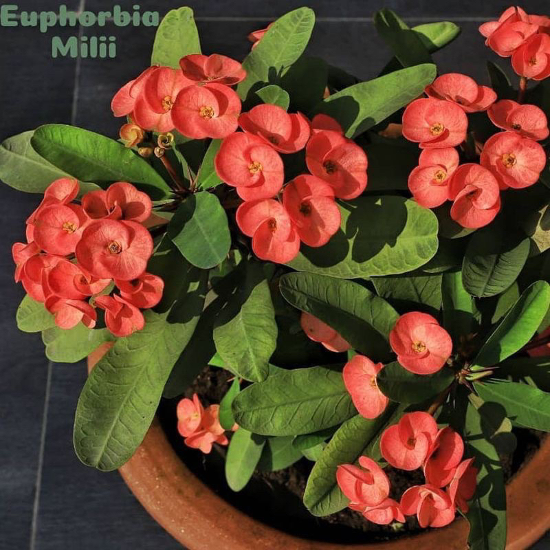 ( mp 2 ) TANAMAN HIAS EUPHORBIA MERAH Tanaman hias euphorbia eporbia bunga merah