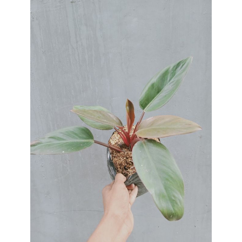 Jual Tanaman philodendron red congo atau philo rojo congo | Shopee ...