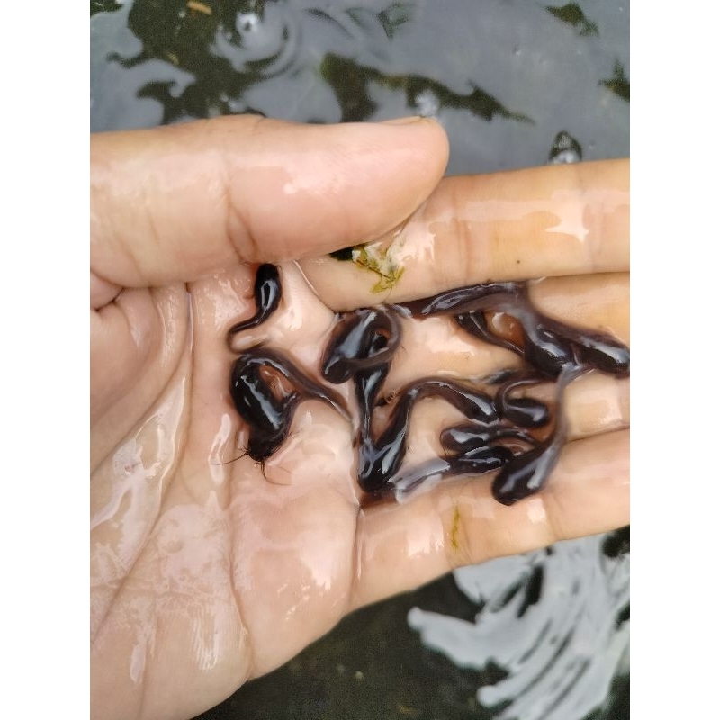 Jual Paket Isi Bibit Ikan Lele Ukuran Cm Shopee Indonesia