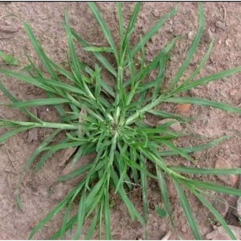 Jual rumput belulang 1 iket rumput jampang | Shopee Indonesia