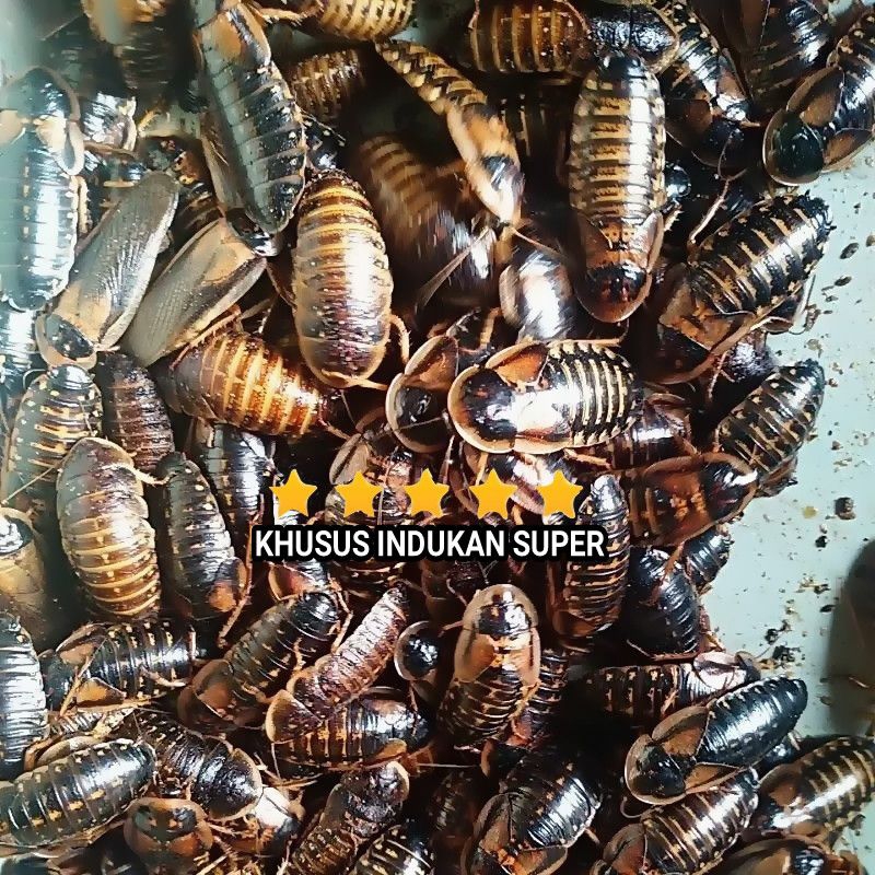 Jual Paket Khusus Dubia Indukan Aktif Produksi Kecoa Aldut Pakan