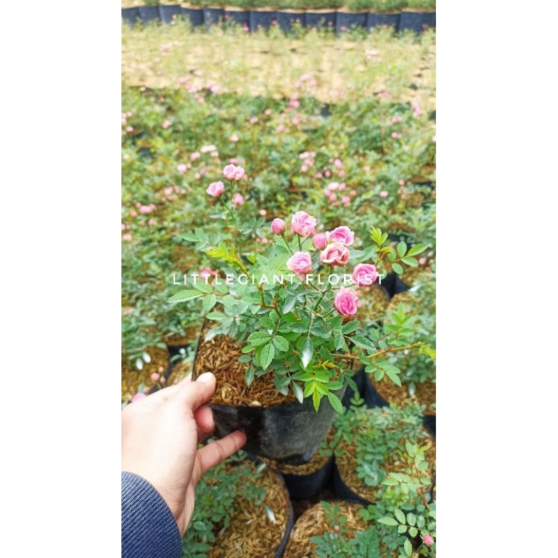 Jual Bibit Tanaman Mawar Babyrose Mawar Mini | Shopee Indonesia
