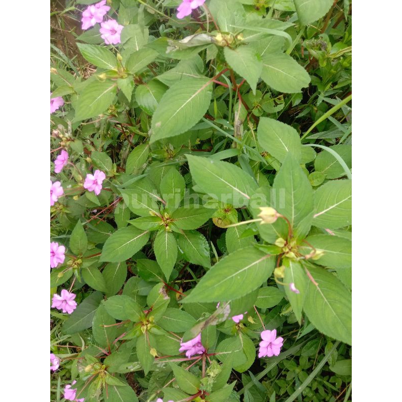 Jual DAUN PACAR AIR SEGAR PER 500 GRAM (SESUAI GAMBAR) | Shopee Indonesia