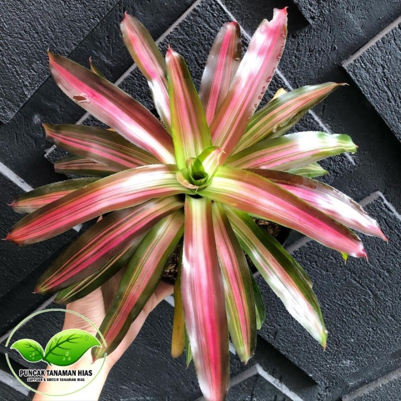 Jual Tanaman bromelia tricolor - Bromelia tri color | Shopee Indonesia