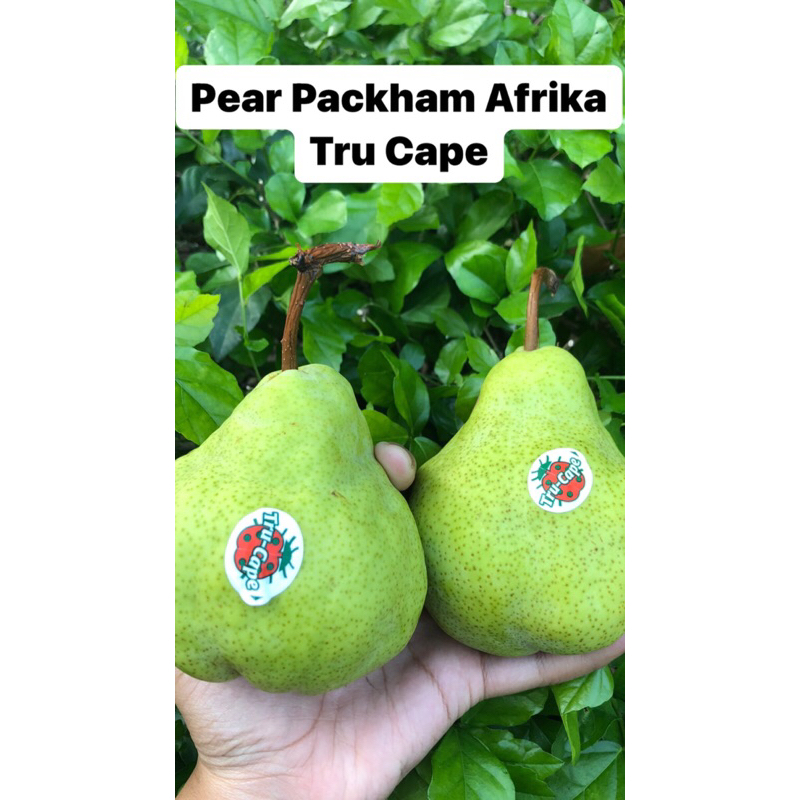 Jual Pear Packham Afrika Tru Cape / 1,2 Kg | Shopee Indonesia